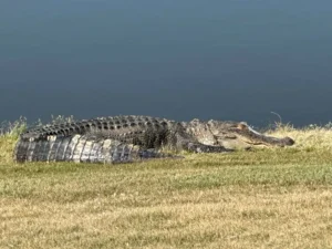 golf trip loaner club and a gator