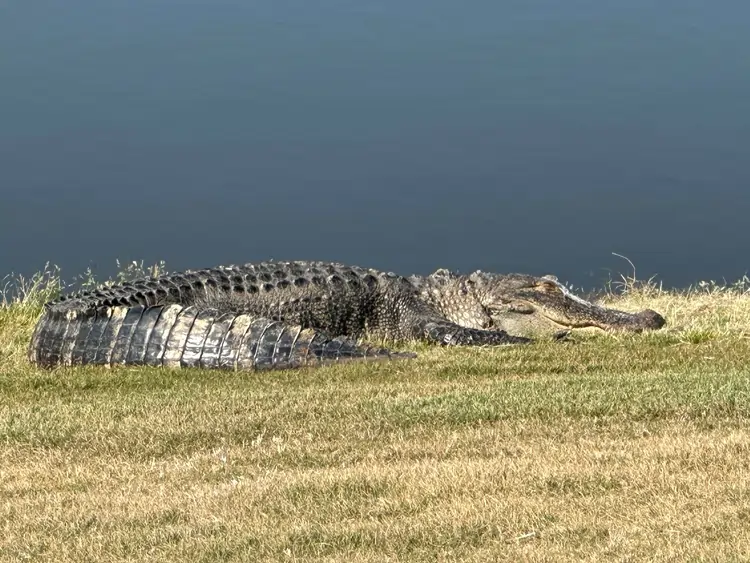 golf trip loaner club and a gator